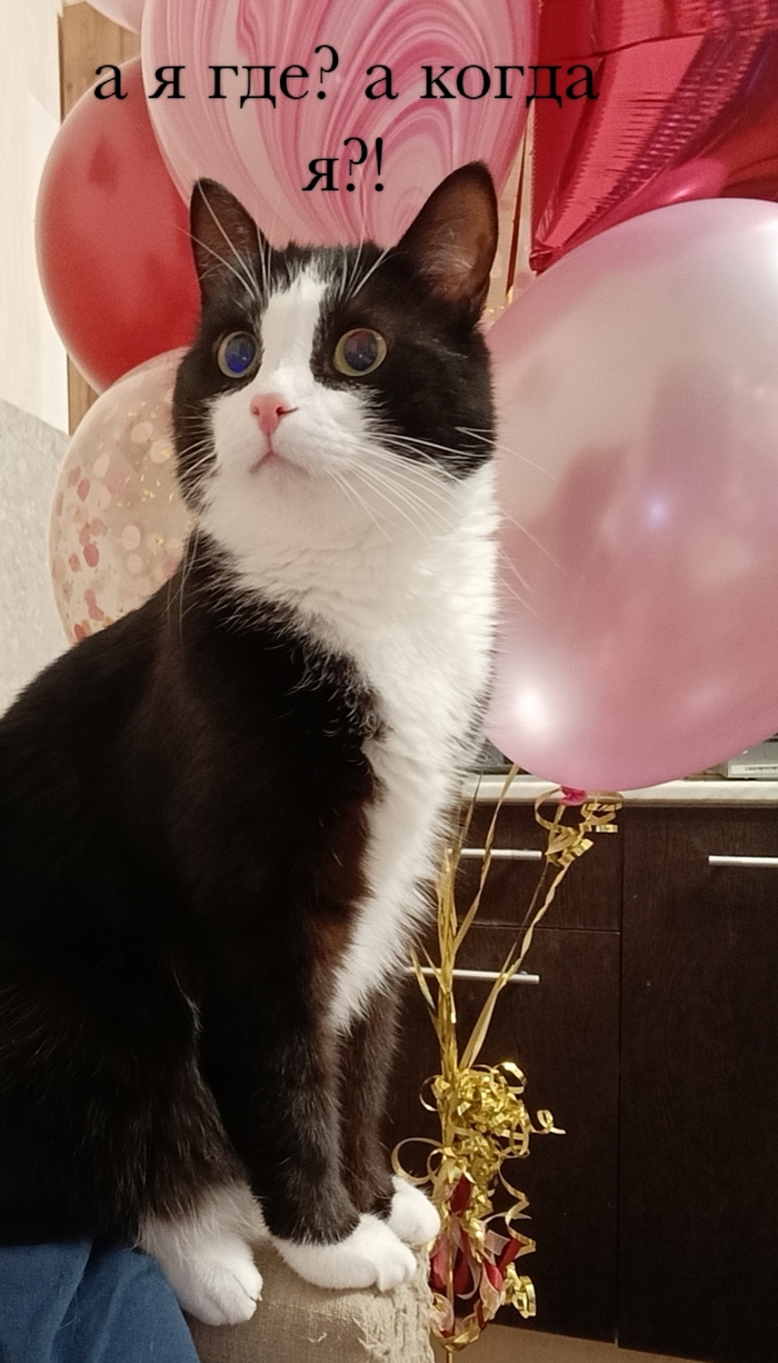 Собственно кот