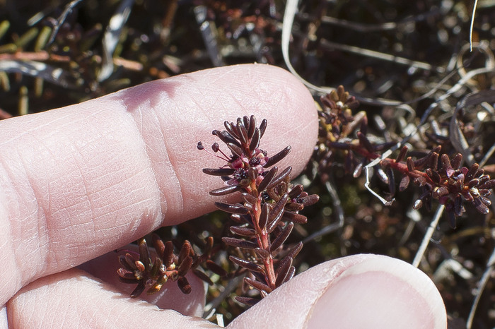 Вот такие крохотные цветки.