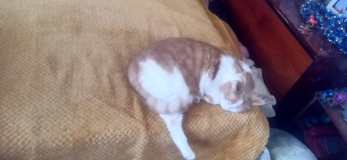 Окорочковое 2