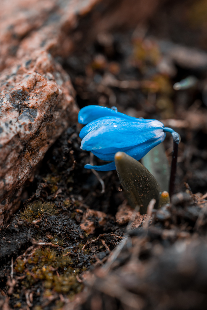 Цветок Пролеска