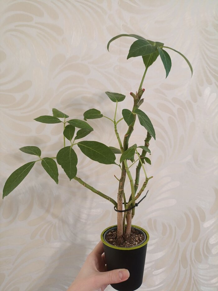 �������� �������