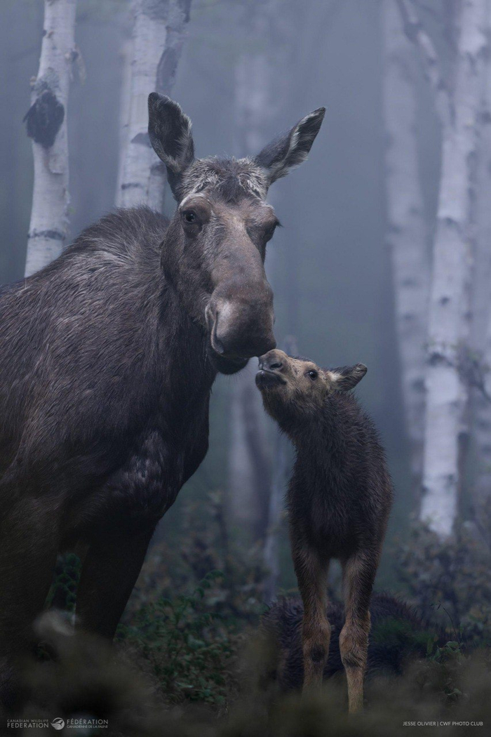 ���������� � ��������� ��������� �������� ���������� ����� ������� ������ Reflections of Nature Photo Contest 2024. �����: Jesse Olivier. ���� <a href="https://pikabu.ru/story/mama_v_obidu_ne_dast_13628920?u=https%3A%2F%2Ft.me%2Fvokrugsveta1861%2F20767&t=%D0%BE%D1%82%D1%81%D1%8E%D0%B4%D0%B0&h=4db237b7527a5df3a64de28b164e2aa786c8871a" title="https://t.me/vokrugsveta1861/20767" target="_blank" rel="nofollow noopener">������</a>