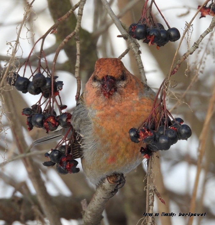 ������������ ��� (���. Pinicola enucleator). 24 ������ 2026. �������� ���������, �����-���������.