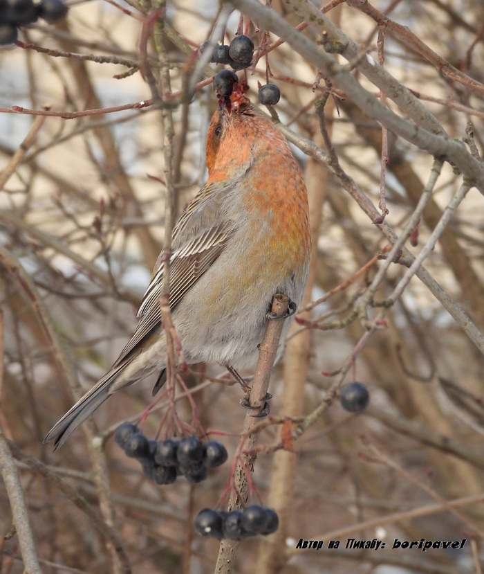 ������������ ��� (���. Pinicola enucleator). 24 ������ 2026. �������� ���������, �����-���������.