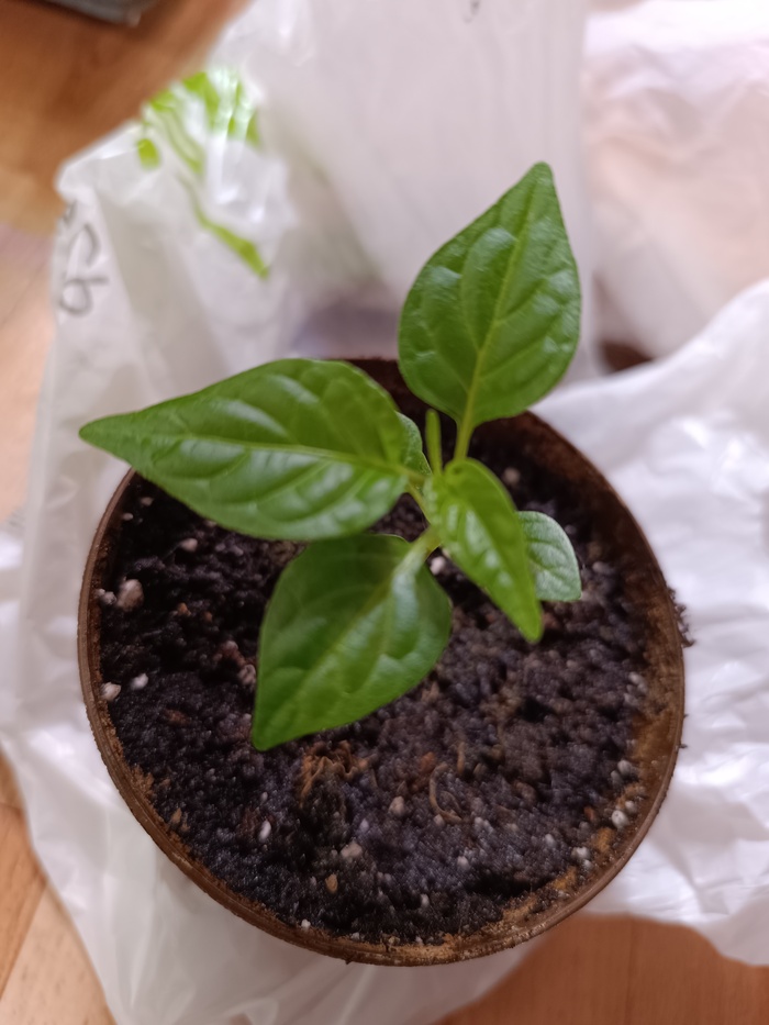 ��� ����� ��������� ������� � ��������� ��������