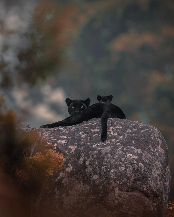 ������ � ��������