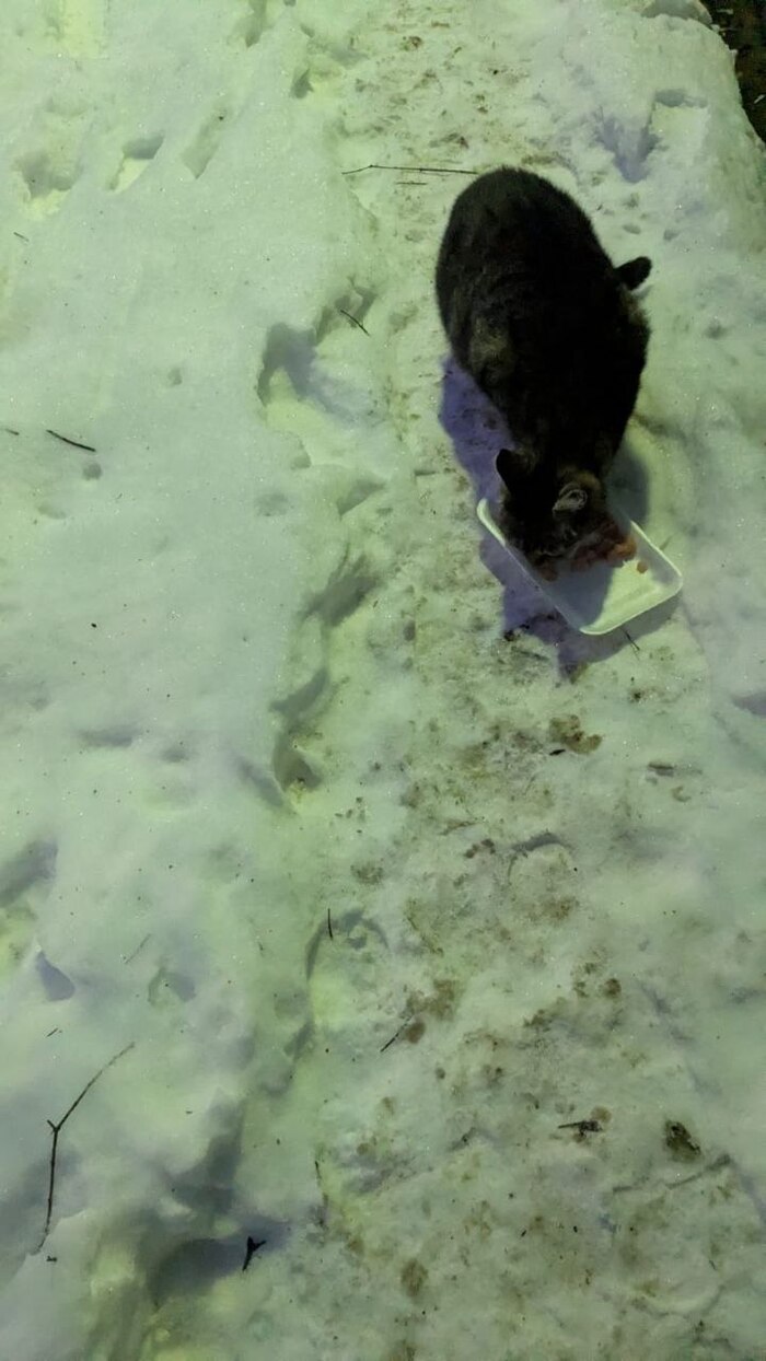 Зима - особенно тяжёлое время для бездомных животных. Мы стараемся заботиться о них