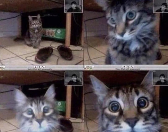 Я общался со своим котом по видеосвязи. И вот наступил момент когда он меня узнал