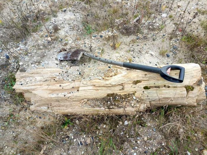 Вот такой окаменелый сучок нашли коллеги в 2023 году в окрестностях город.