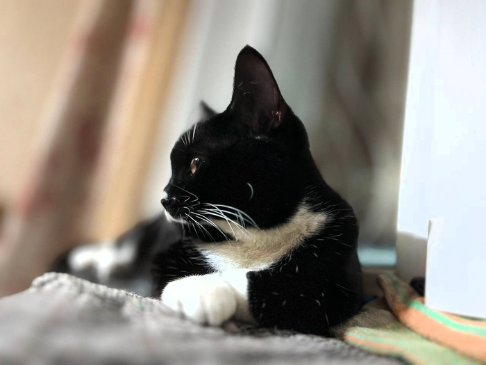 И все эти клички - для одной кошки