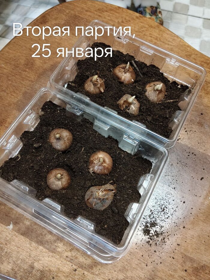 ��� �����, ��� �������� �� ���������� �� ����������. ��� ��� ��������� �����, ��� � �������. ������ �� ���������� �� 2.5 ������ � ������������.