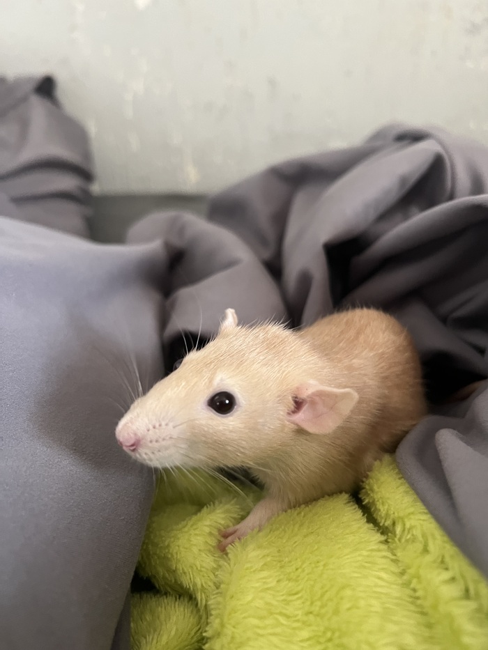 ��� �������� ������