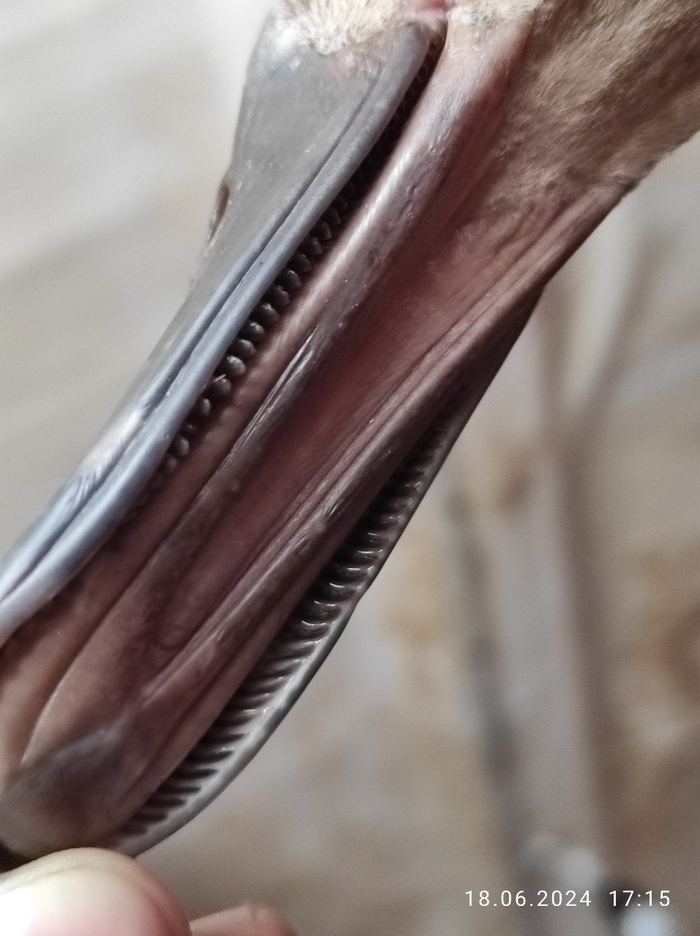 ������ ����