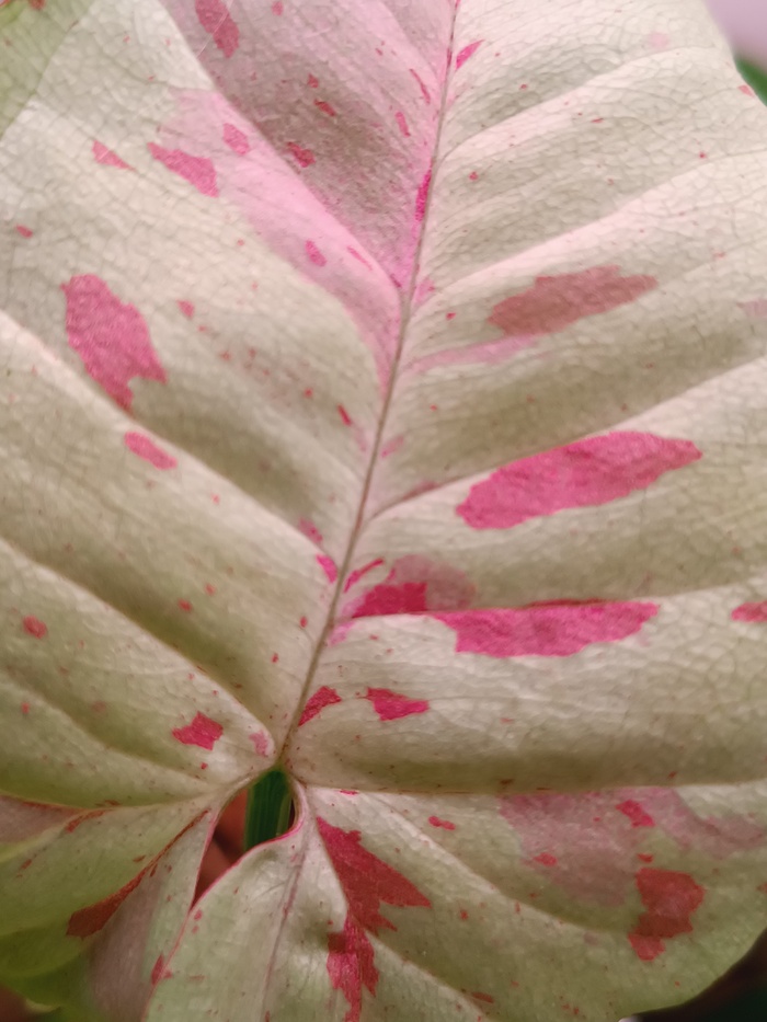 Syngonium Milk Confetti