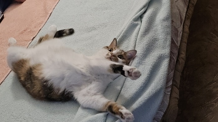 ������� ����