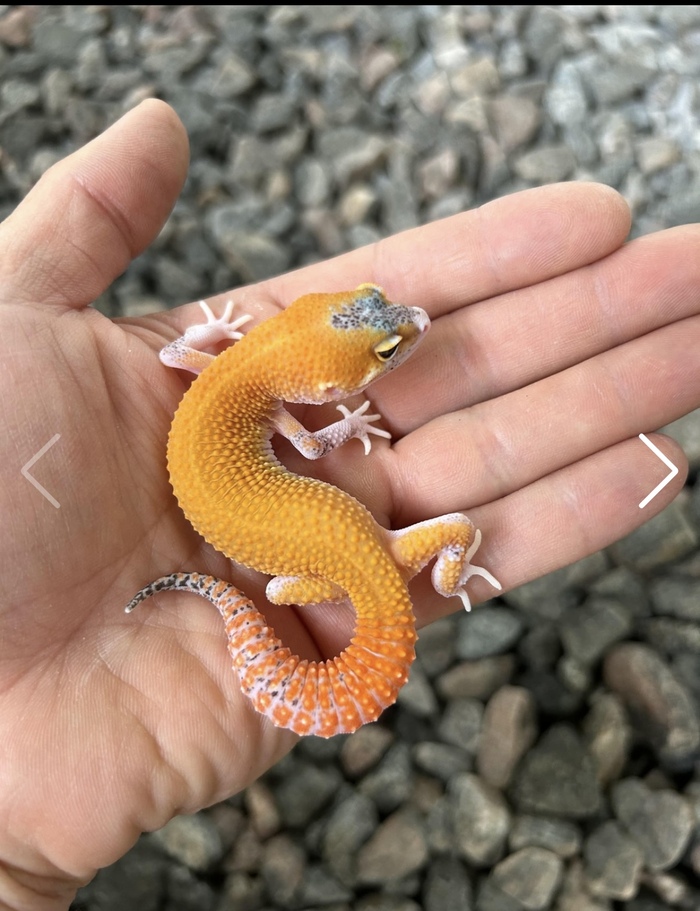 Речь идет о рисунке на мордочке и хвосте