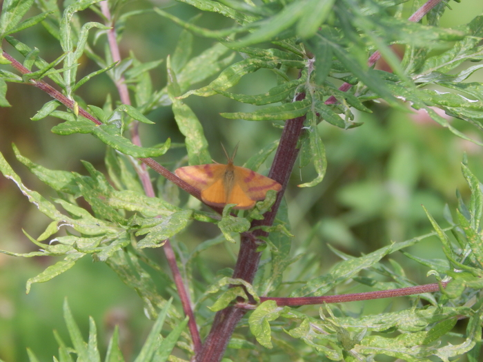 �������� ���������