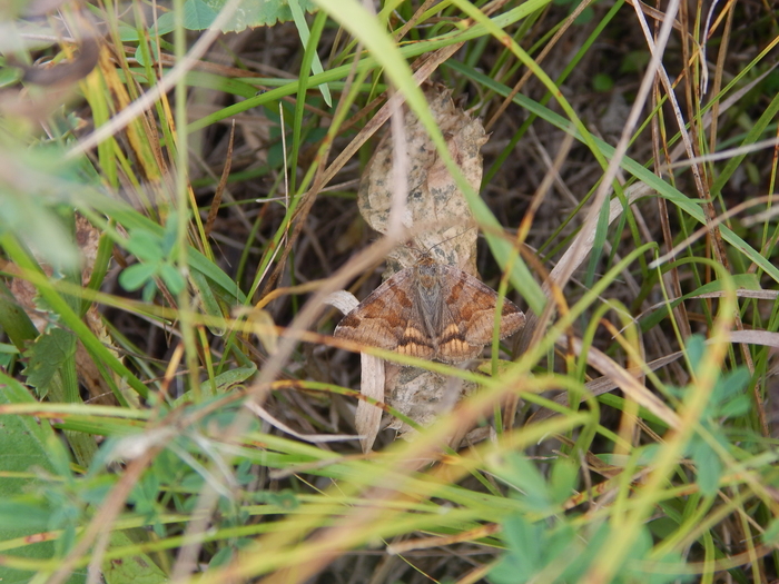 ����� ����� ��������� (��� ���������� ���������)