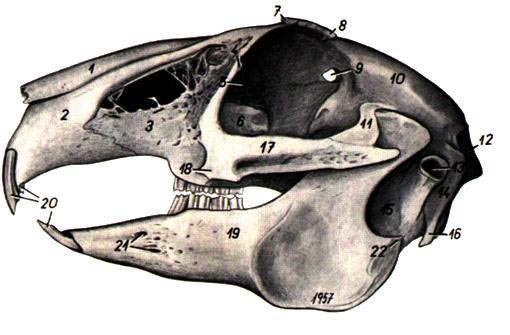 �������� ������ �������