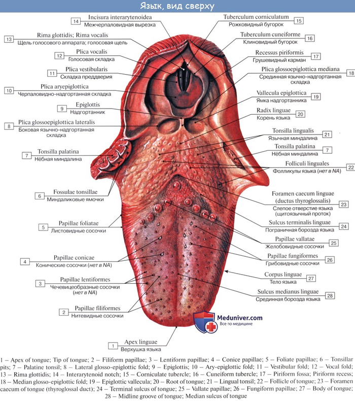 Сверху никогда не видел