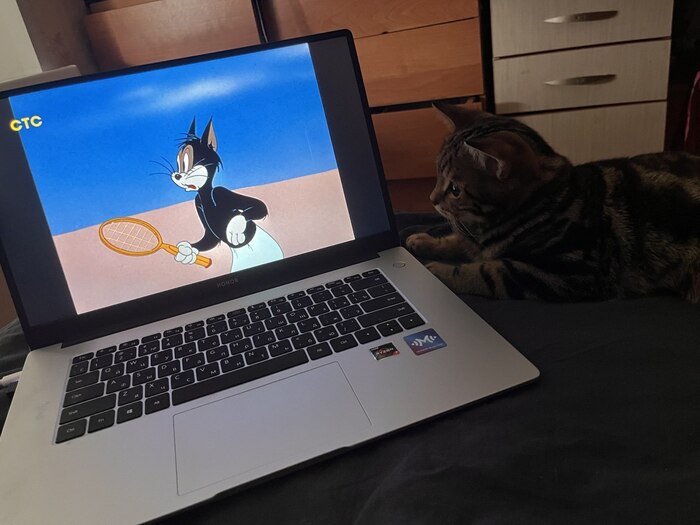 Ответ helendarknet в «Кошка мешает работать за компьютером? Держите лайфхак»