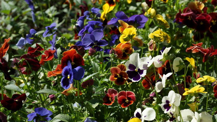 Фиалки // Музей-заповедник Коломенское // Москва