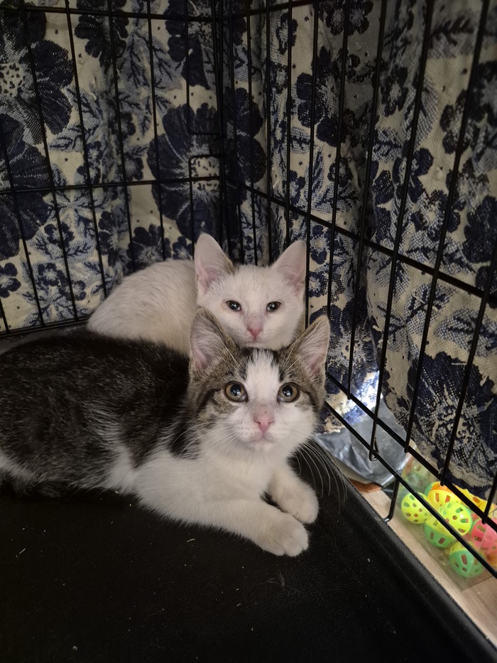 ��� ����� ���� ���