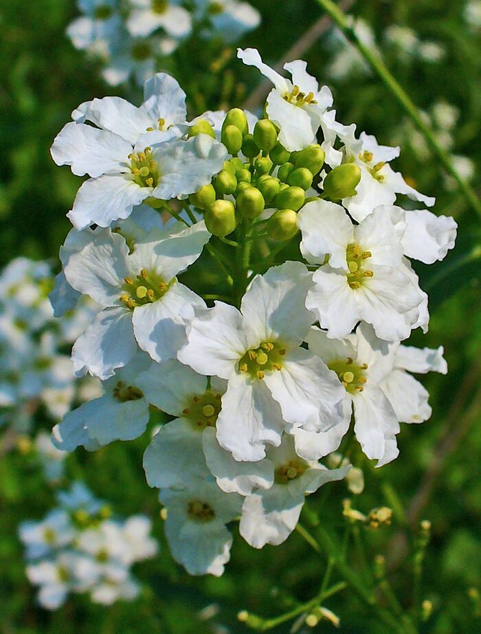 ������ ����� ������� � �������� - �����. ���� H. Zell.