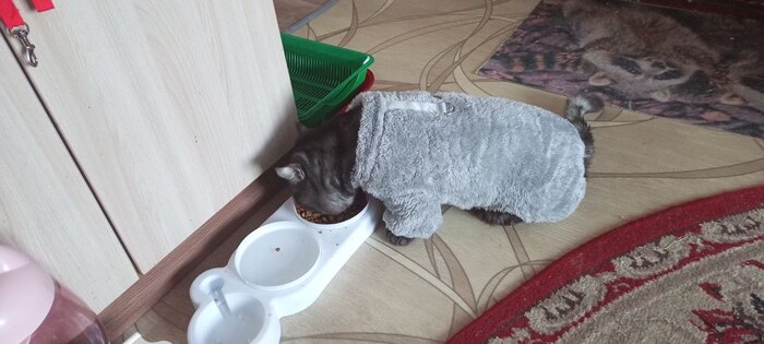 Сразу после прогулки отправился вкусно покушать.