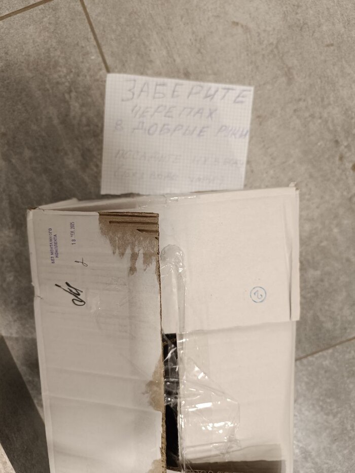 Красноухие черепахи