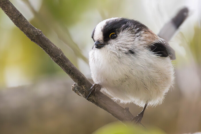 (���� �� �������� ��� ������� ��������)