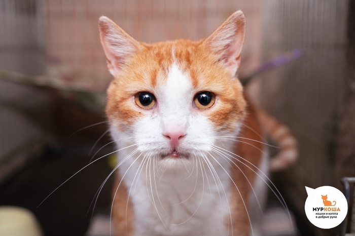 ��� ��������, 10 ���, ������� � ����������. �������������� ���. �������� ��������: ��� �� ������ ��� �������� � �������� ������ ������� ��������������. �������������� � ����� ����� ������� ��� � ��������-���������� ���.