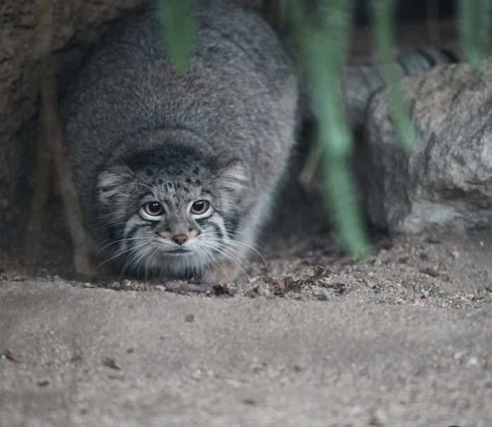 ��� ��������