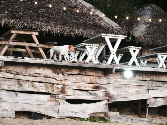 ��� ��� �����