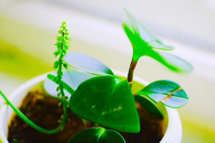 Как вы часто делаете ремонт дома?