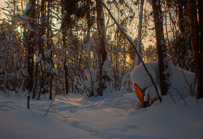 Январский парковый пейзаж