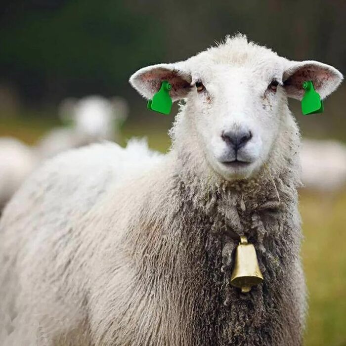 Круг Михаил «Кольщик»