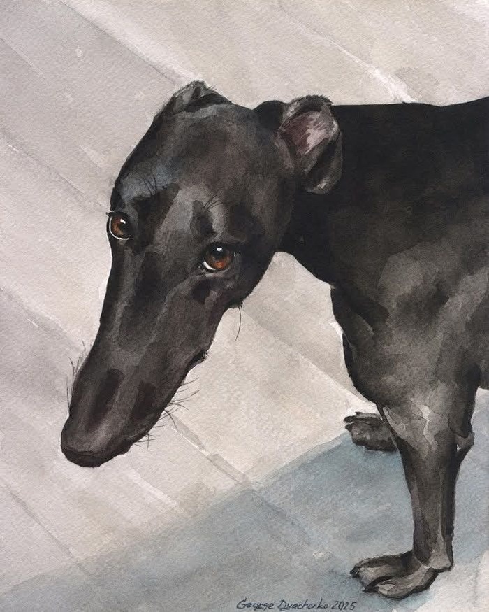 Портрет черного грейхаунда акварелью. 2025 год. Надеюсь вам понравится :)