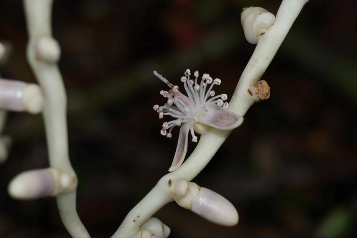 ������ Adonidia zibabaoa (��������� ���������, Arecaceae) � ������������� ������ � ��������� ����������� ������� ����� (���������). ��� ������ ��� ���� Adonidia ������ ������ �������������� ��������������� ������ � A. dransfieldii.