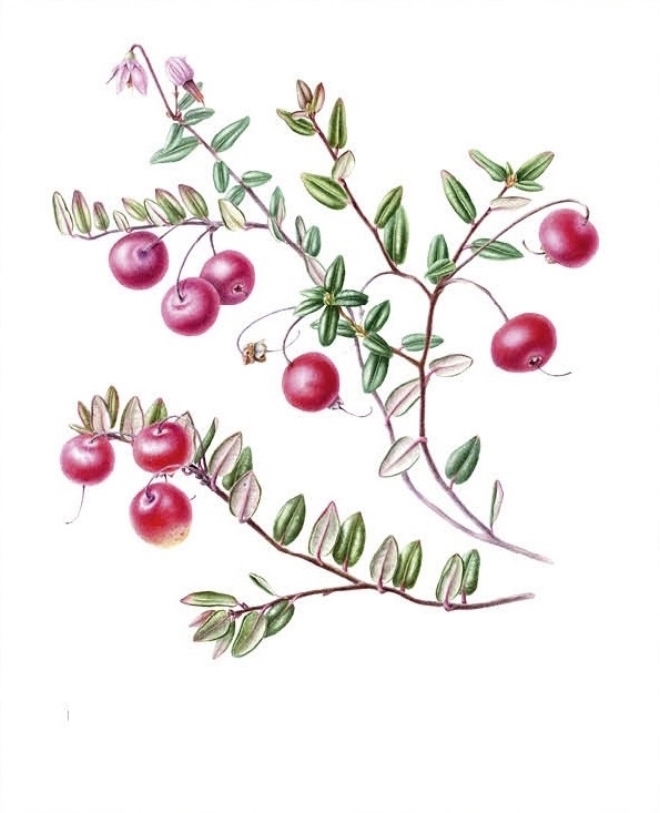 ������� ������ ������������. �� �. ��������.