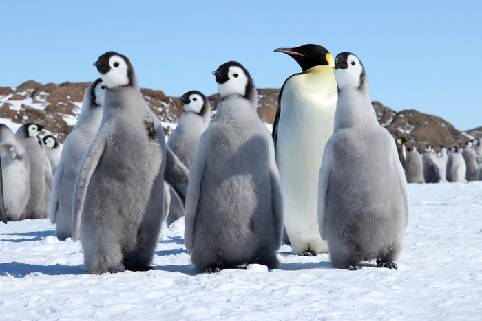 ������������� ����������