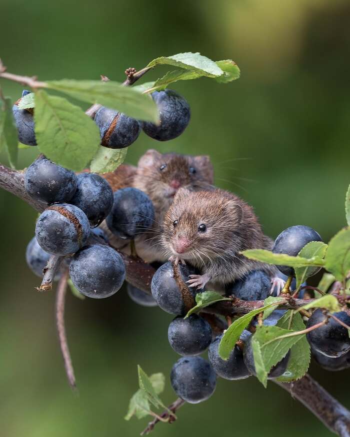 ����� ������