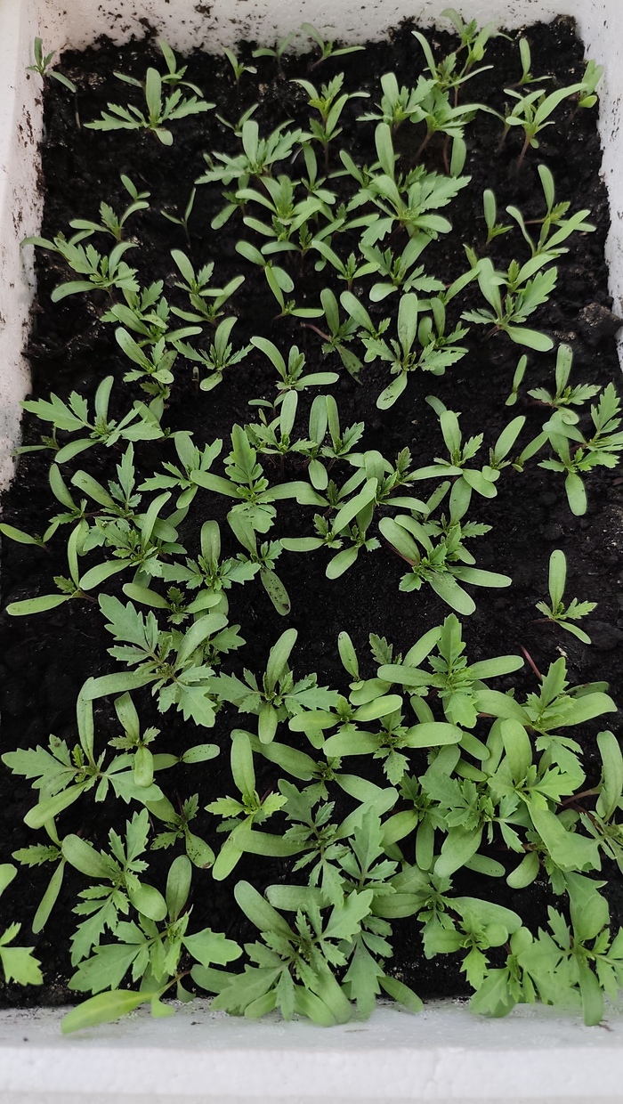 ������ ���������