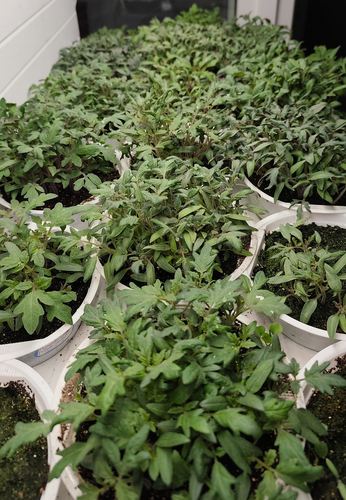 ������ ����� ���������, ������� ����� �� ����� ������, � ����� ���������� �� �������� ������ ������