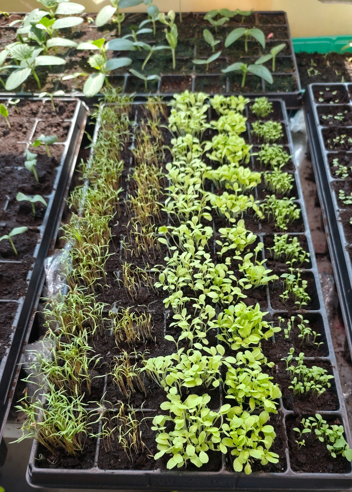 � ���� ����� ������ ������ ������ �������, ������� ������� �������� - ����� ������ � ��������