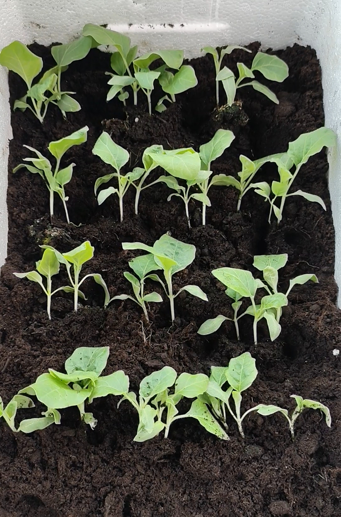 ��������� �� ������ ������ ��������� ���������� ��� �������