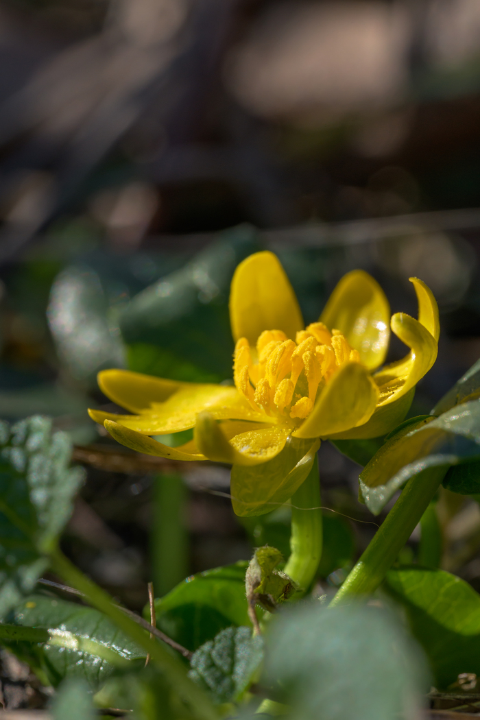 первые цветы на вершине