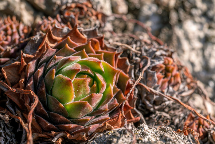 каменная роза