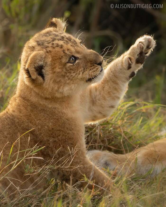 ����� ����