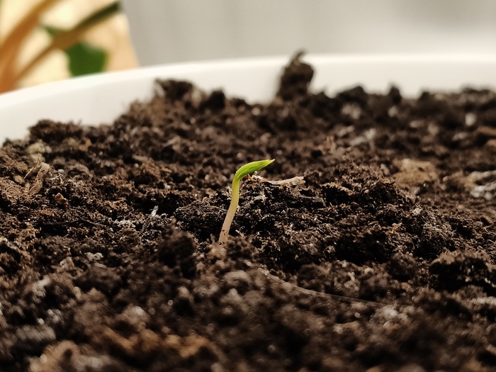 ���� ��������